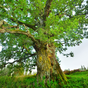 What is Your Druid Tree Sign?