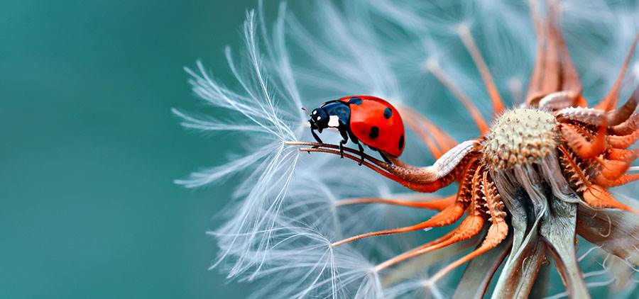 lady bug and dandelion fluff