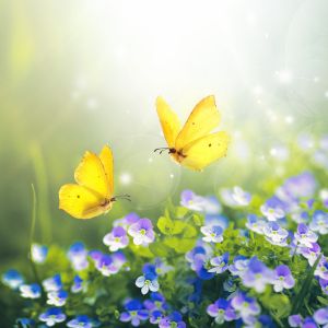 Yellow Butterfly Spiritual Meaning: Transformation, Hope, and Symbolism