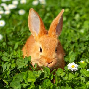 Rabbit Spiritual Meaning: Fertility, Abundance, and Intuition