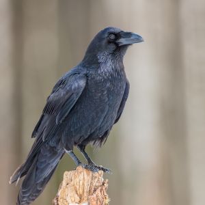 Raven Meaning Spiritual: Unveiling the Mystical Symbolism of the Raven