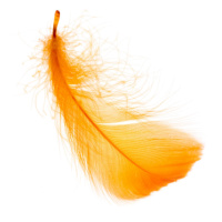 Orange Feathers